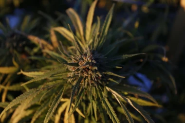 UDARNA VEST: Radikalan POTEZ! NBA legalizovala TRAVU zbog KORONE!