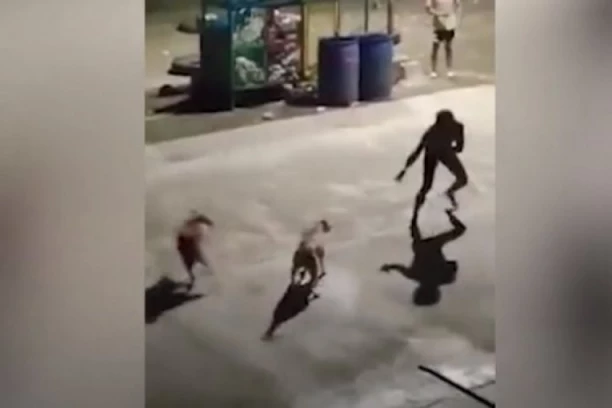 PSI KRENULI DA RASTRGNU ČOVEKA IZ OBRENOVCA! Izujedali ga po vratu, zbog opasnosti hitno prevezen u Beograd