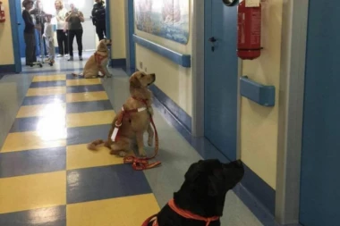 NEVEROVATNO, ALI ISTINITO: Evo kako PSI pomažu u lećenju BOLESNE DECE! Raznežićete se kada vidite!