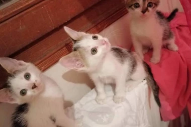 PRESLATKA EKIPA: Tri mačeta traže dom!