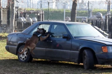 KOJA SNAGA: Ovi psi su DRESIRANI da pronađu NARKOTIKE, deo su srpske POLICIJE, a uskoro će biti i na granicama!