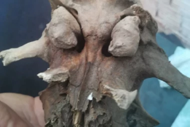 RIBARI IZ SAVE IZVUKLI LOBANJU MISTERIOZNOG STVORENJA: Niko ne zna o čemu se radi