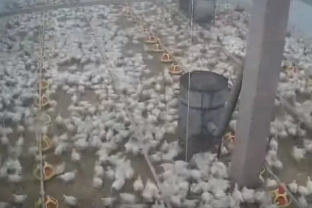 (VIDEO) PILIĆI NASLUTILI ZEMLJOTRES U HRVATSKOJ? "Čuo sam da su ga životinje predosetile, zato sam pogledao ovo!"