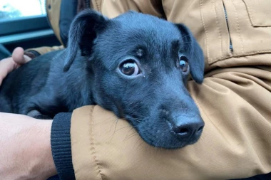 (FOTO) Štene koje je preživelo stravično nasilje u centru Beograda JE UDOMLJENO!