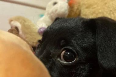 MI DEFINITIVNO NE ZASLUŽUJEMO PSE! Ovaj video tera suze na oči, ovako nešto je teško zamisliti da je moguće!