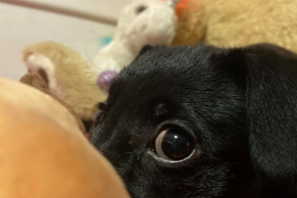 MI DEFINITIVNO NE ZASLUŽUJEMO PSE! Ovaj video tera suze na oči, ovako nešto je teško zamisliti da je moguće!