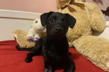 (VIDEO) PROSTO SU NEODOLJIVI: Ovi ljubimci su napravili lom, a zatim su iskusno šarmirali vlasnike da bi im oprostili!