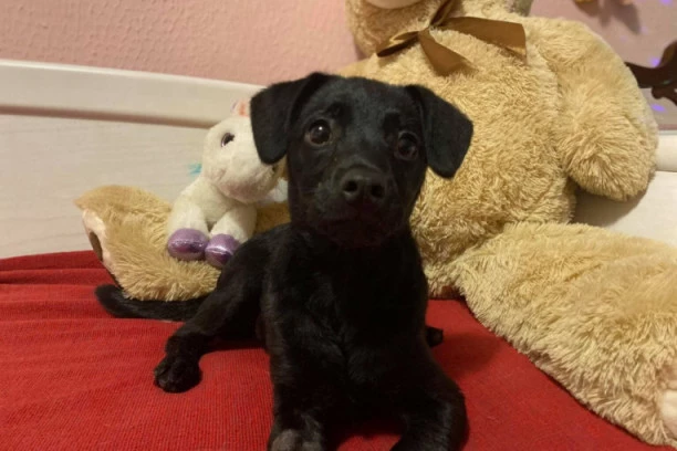 (VIDEO) PROSTO SU NEODOLJIVI: Ovi ljubimci su napravili lom, a zatim su iskusno šarmirali vlasnike da bi im oprostili!