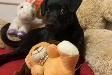 (FOTO) IDE U NOVI DOM: Kuca koja je BRUTALNO ŠUTIRANA,  "našla" je vlasnicu za CEO ŽIVOT!