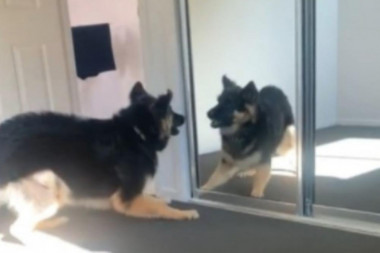 (VIDEO) Da li ste se nekad posvađali sa svojim odrazom u ogledalu? Ovaj pas jeste, a scena je URNEBESNA!