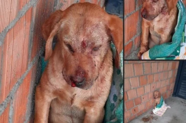 (FOTO) OTPAD LJUDSKI, OLOŠ! Štene u Dobanovcima zverski upucano!