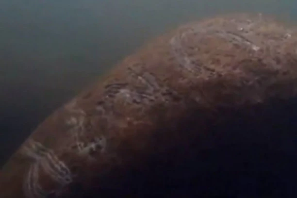 (ŠOK VIDEO) Snimljena ZAŠTIĆENA MORSKA KRAVA, ono što joj je urezano na leđima RAZBESNELO LJUDE ŠIROM SVETA!