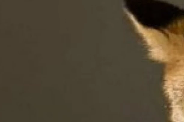 LISICA UPALA U ŠKOLSKO DVORIŠTE U ZRENJANINU!