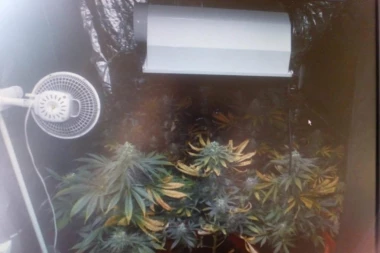 (FOTO) VELIKA AKCIJA NOVOSADSKE POLICIJE! Uhapšen diler! U SRED NOVOG SADA OTVORIO LABORATORIJU ZA PROIZVODNJU MARIHUANE!