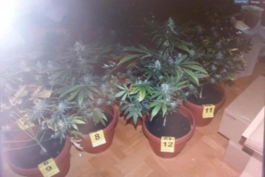 PALI DILERI IZ ALEKSINCA: U ataru uzgajali marihuanu