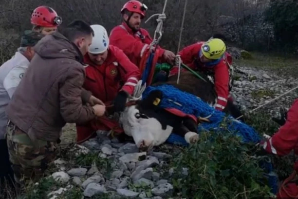 (FOTO, VIDEO) OPERACIJA TRAJALA CEO DAN! Iz bunara izvukli KRAVU TEŠKU 250 KILA! VELIKA AKCIJA GSS!
