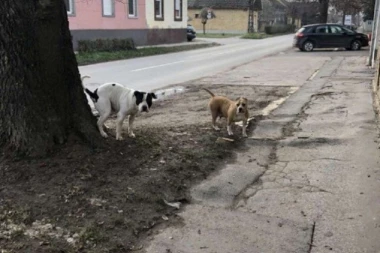 GRAĐANI SUBOTICE U STRAHU: Opasni psi PUŠTENI sa lanca! Od njih klecaju kolena!