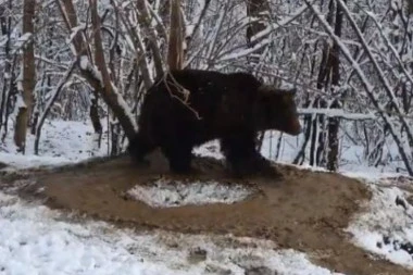 ŠETAO SA MAMOM, PA ZAUSTAVIO SAOBRAĆAJ DA "ODRADI VEŽBE ISTEZANJA"! Ceo Balkan gleda u ovaj snimak: Svi se pitaju zašto MEDVEDI ne spavaju - ZIMA JE?! (VIDEO)