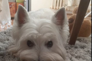 POŽAREVAC DONEO ODLUKU KOJA JE ŠOKIRALA SRBIJU! Udruženja za zaštitu životinja na nogama!