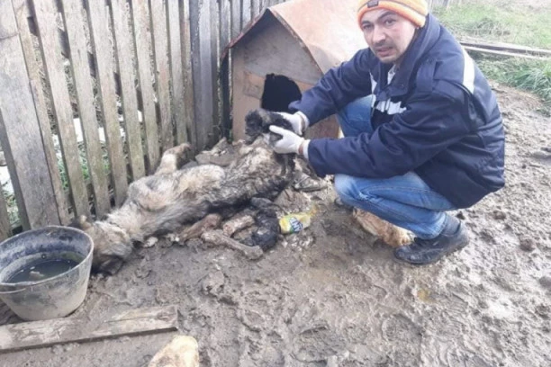 TRAŽI SE KAZNA ZA MUČITELJA IZ TULARA: Izgladnjivao kuju sa tek rođenim štencima, dva psa umrla u užasnim uslovima!