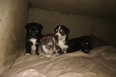 MALI SMO I TRAŽIMO DOM: Ovi preslatki ŠTENCI čekaju da ih neko UDOMI! KADA ih budete videli, istopićete se od MILINE!