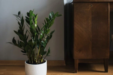 AKO IMATE OVO CVEĆE U KUĆI ODMAH GA BACITE! Nikako ga ne približavajte sebi, donosi lošu sreću u ljubavi i privlači SIROMAŠTVO