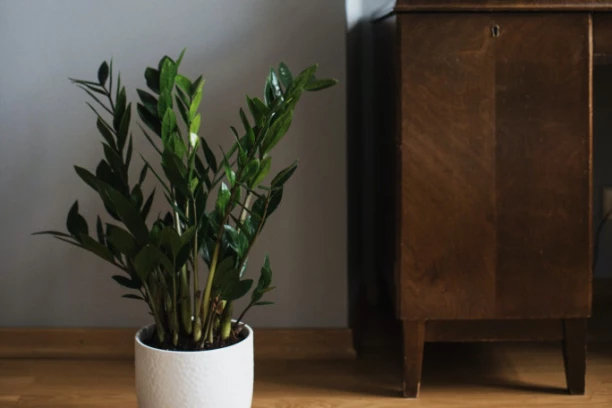 AKO IMATE OVO CVEĆE U KUĆI ODMAH GA BACITE! Nikako ga ne približavajte sebi, donosi lošu sreću u ljubavi i privlači SIROMAŠTVO