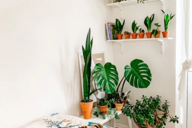 ZELENA TERAPIJA: Ove sobne biljke privlače sreću i ljubav