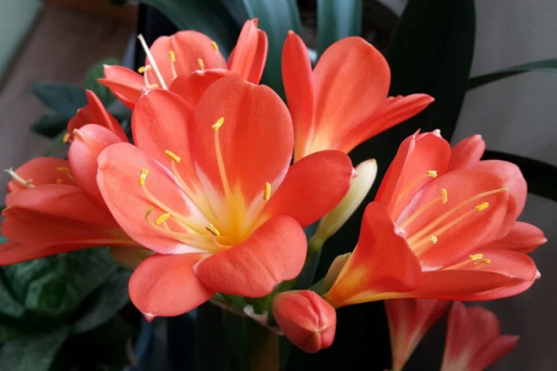 NAJLEPŠA SOBNA BILJKA KOJA OPSTAJE ZIMI: Evo kako se gaji da bi imala RASKOŠNE CVETOVE!