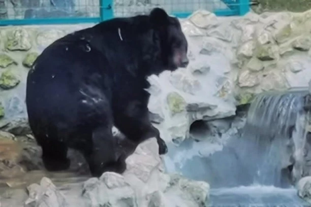 (FOTO) MEDVED UROŠ U BEOGRADSKOM ZOO VRTU JE REKAO SVOJE: Evo kakva nas zima očekuje!