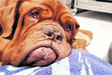 TUŽNA PRIČA O LOŠIM VLASNICIMA: Tragična smrt dobrog psa Đure