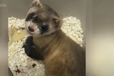 (VIDEO) TEHNOLOGIJA KOJA DAJE NADU: Amerikanci klonirali životinju koja je uginula pre 30 godina