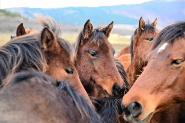 Osiguranje – ključ za sigurnost poljoprivredne proizvodnje