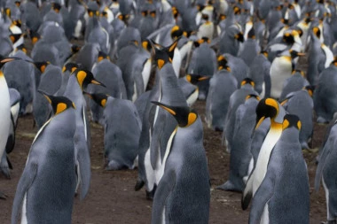 (FOTO) ČUDO PRIRODE! Kada budete videli OVOG pingvina bićete zgranuti, njegova BOJA je nestvarna!