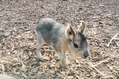 IZGLEDA KAO DA JE ZEC, ALI SKAČE KAO KENGUR I ZOVE SE SREĆKO: Ova neobična životinja živi u BEOGRADU, da li znate koja je vrsta? (VIDEO)