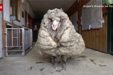 (VIDEO) REKORDER! Ovan na sebi nosio 35 kilograma vune, kada su ga ošišali nije znao šta ga je snašlo