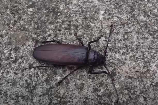(VIDEO) AKO SE PLAŠITE BUBAŠVABA, NEMOJTE NI DA GLEDATE SNIMAK! Ovo je najveći INSEKT na planeti, a može ozbiljno da povredi čoveka