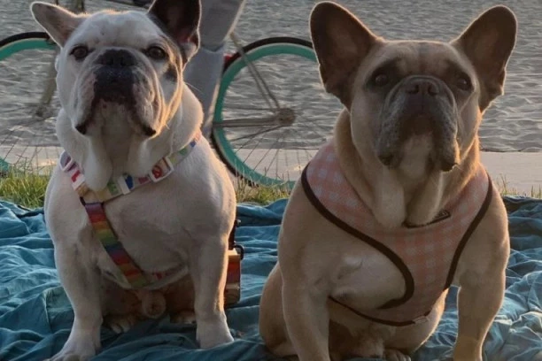 ISTRAGA U TOKU: Pronađeni oteti psi američke pevačice, čovek koji je napadnut dok ih je šetao je u KRITIČNOM stanju!