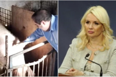 (VIDEO) SKANDAL!  MIŠA VACIĆ VREĐAO DARIJU KISIĆ TEPAVČIĆ I GORDANU ČOMIĆ! Poredio je ŽENE sa svinjama: Ova guda je Darija...