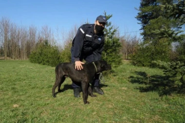 DECA SU VRIŠTALA, PAS JE NASRNUO NA DEVOJČICE! Policajac HEROJ spasao mališane od pobesnelog KANE KORSA!