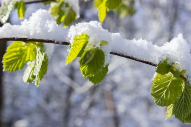 ZABELELO SE NA KOPAONIKU: Hladni talas koji je stigao u Srbiju doneo prve pahulje! (FOTO)