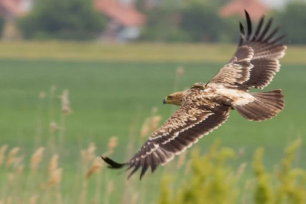 ORLOVI KRSTAŠI SE VRAĆAJU U SRBIJU: Tokom zime u Vojvodini i Beogradu boravilo 13 mladih ptica!