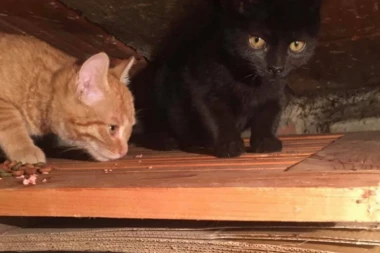 NAJGORE KOMŠIJE U KRAGUJEVCU: Prete mačkama preko oglasne table!