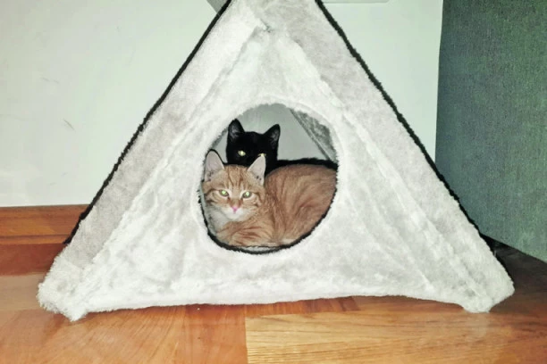 MACE SPASENE u inat pretnjama preko oglasne table