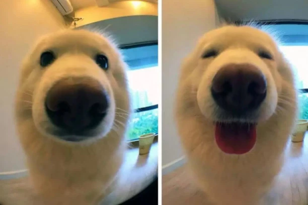 Ovo su NAJPOPULARNIJE RASE PASA: Lista neodoljivih četvoronožaca!