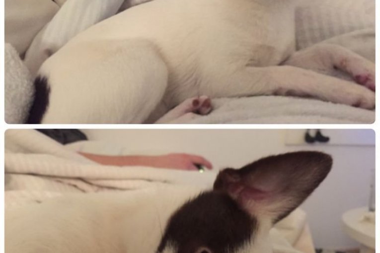 Od pohvala, neki psi se čak i postide