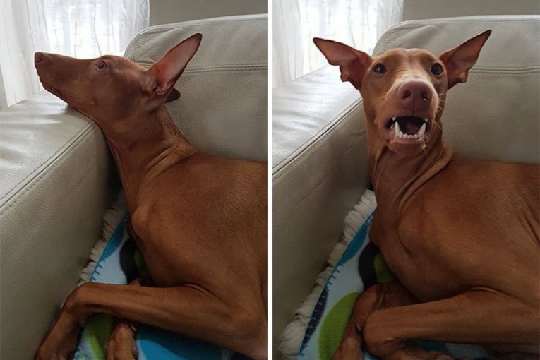 Glas gazde ih budi iz najdubljeg sna