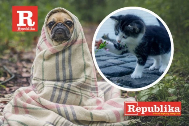 VAŽNO! NOVI KRUG NAGRADNOG KONKURSA MOJ LJUBIMAC I JA: Šaljite fotografije i osvojite vredne nagrade!