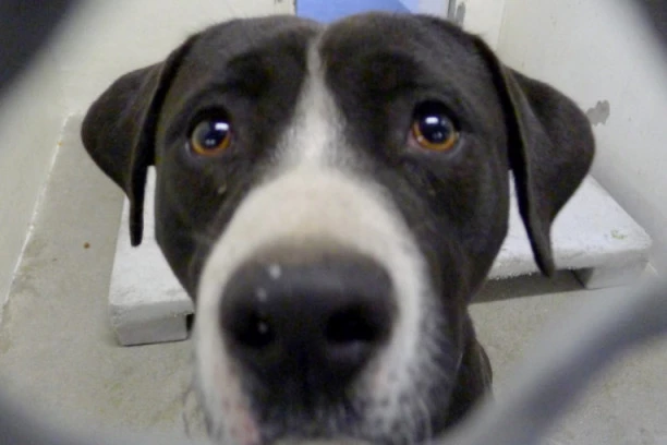 PIKASOV DUH JE ŽIV! Pogledajte kakvo umetičko delo je stvorio ovaj PAS!