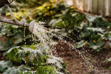 REŠITE SE KOROVA, A DA VAS NIŠTA NE KOŠTA! Savet baštovana zlata vredan, zaboravite na prekopavanje tla!
